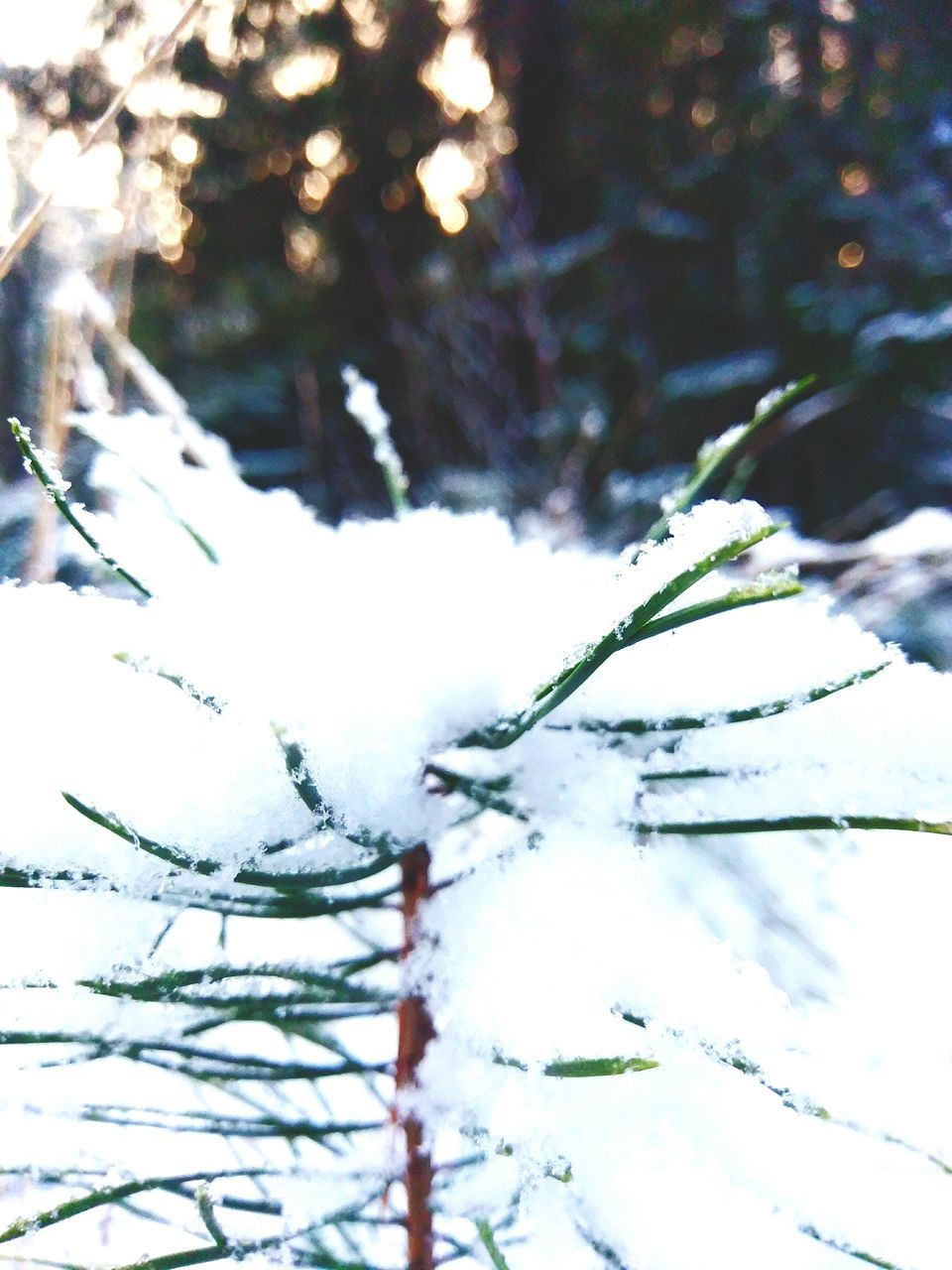 nature, no people, cold temperature, focus on foreground, tree, close-up, winter, beauty in nature, snow, outdoors, fragility, day, water, spider web