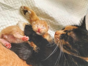 High angle view of cat relaxing