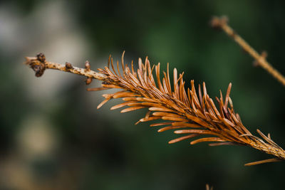 Close-up of plant against blurred background