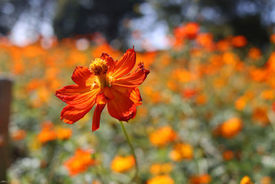 Close-up of orange flower