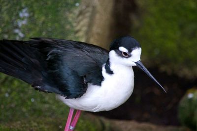 Close-up of bird