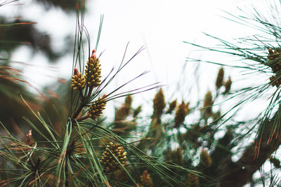 Close-up of plants against sky