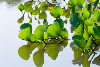 Close-up of fresh green leaves in lake