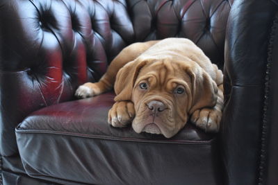 Bordeaux mastiff puppy on chesterfield sofa