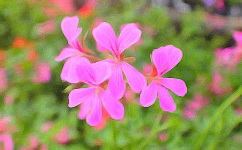 Close-up of pink flower