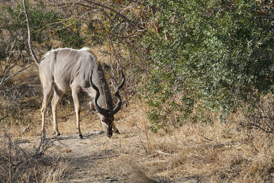 Deer standing in a field