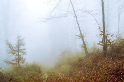 Trees in forest during foggy weather