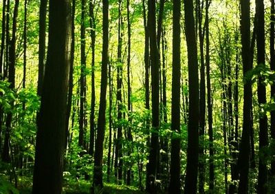 Trees in forest