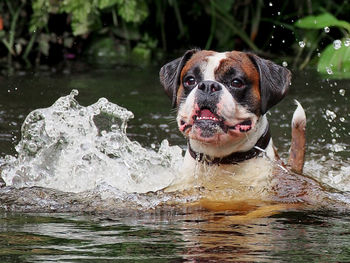 Boxer swimming in lake