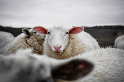 Close-up of sheep