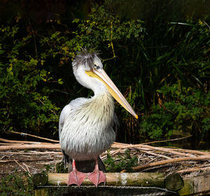 Close-up of bird perching on a tree