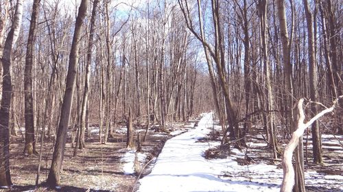 Bare trees in forest during winter