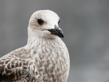 Close-up of seagull