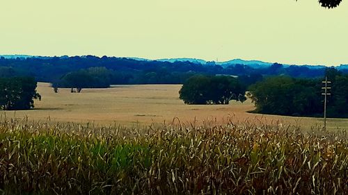 Scenic view of field against clear sky
