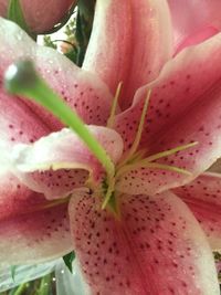 Close-up of pink day lily