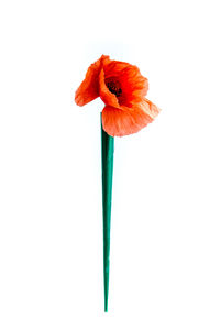 Close-up of poppy against white background