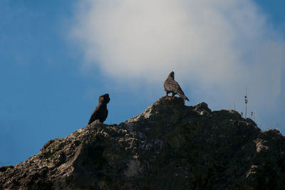 Low angle view of birds perching on rock