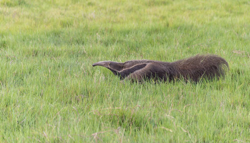 Side view of a bird on field