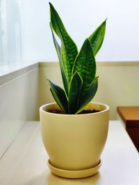 Close-up of potted plant on table at home