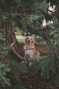 Portrait of dog in forest