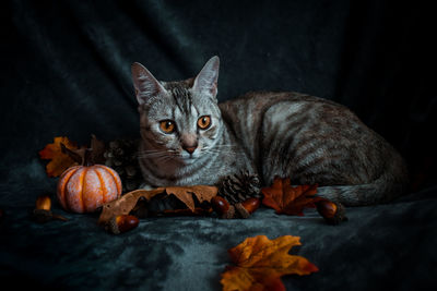 Portrait of cat lying on leaves during autumn