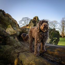 Portrait of dog on rock against sky