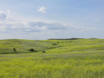 Scenic view of field against sky