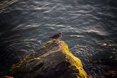 High angle view of bird on rock by sea