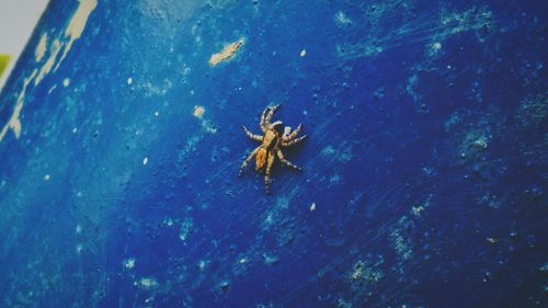 Close-up of jellyfish in sea