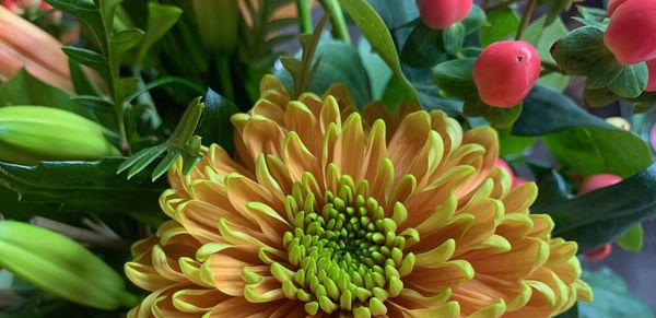 Close-up of yellow flowering plant