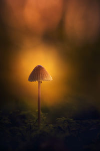 Close-up of mushroom growing on field during sunset