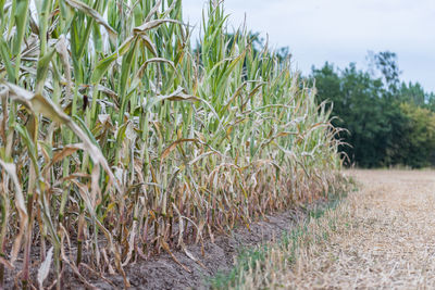 Plants growing on field