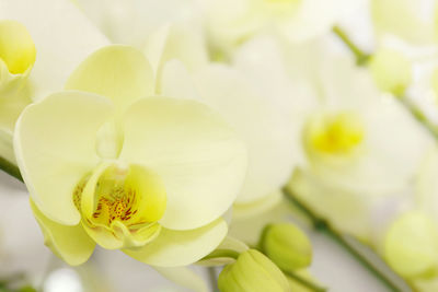 Close-up of white flowering plant