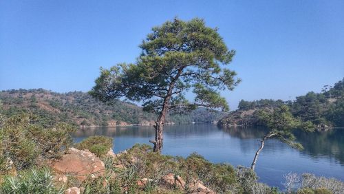 Trees by lake against clear blue sky