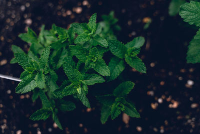 Close-up of a mint plant in the garden