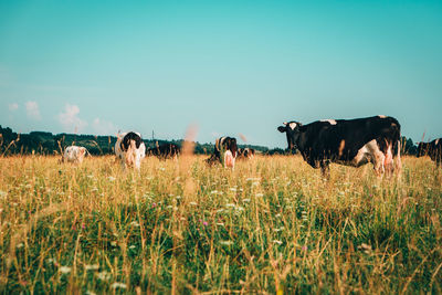 Cows grazing in the field