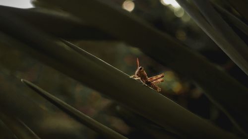 Close-up of insect on plant