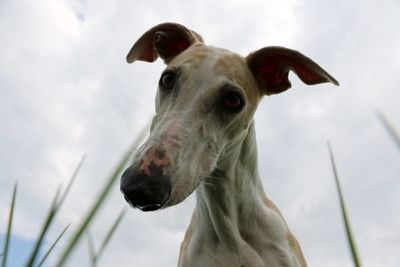 Close-up portrait of a horse