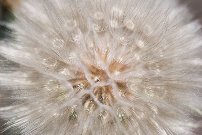 Full frame shot of dandelion