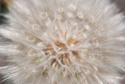 Full frame shot of dandelion