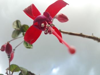 Close-up of red flowering plant