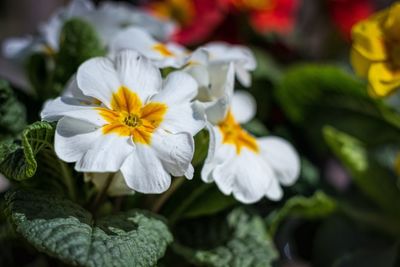 Close-up of white flower
