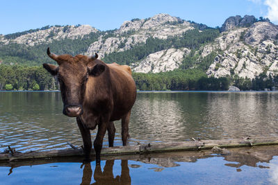 Horse standing on lake against mountains