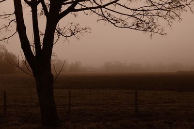 Silhouette bare tree on field against sky during foggy weather