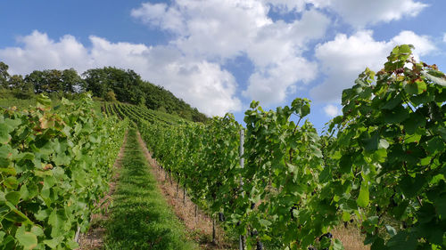 Panoramic view of vineyard against sky