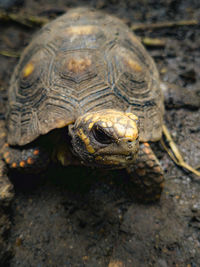 Close-up of a tortoise looking at camera