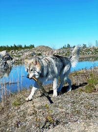 Dog in a lake against clear sky