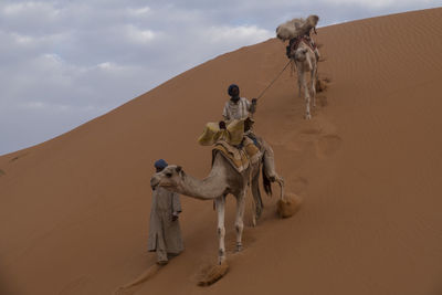 Low angle view of men with camels at desert