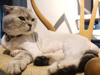 Close-up of cat sleeping