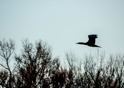 Low angle view of bird flying in sky